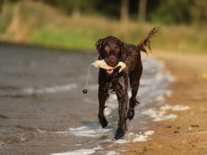 Zusatzmodul Jagdverhalten 3 - Paket mit Theorie und Praxis