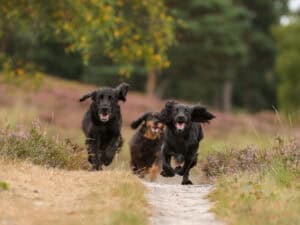 Zusatzmodul Jagdverhalten komplett in Theorie & Praxis