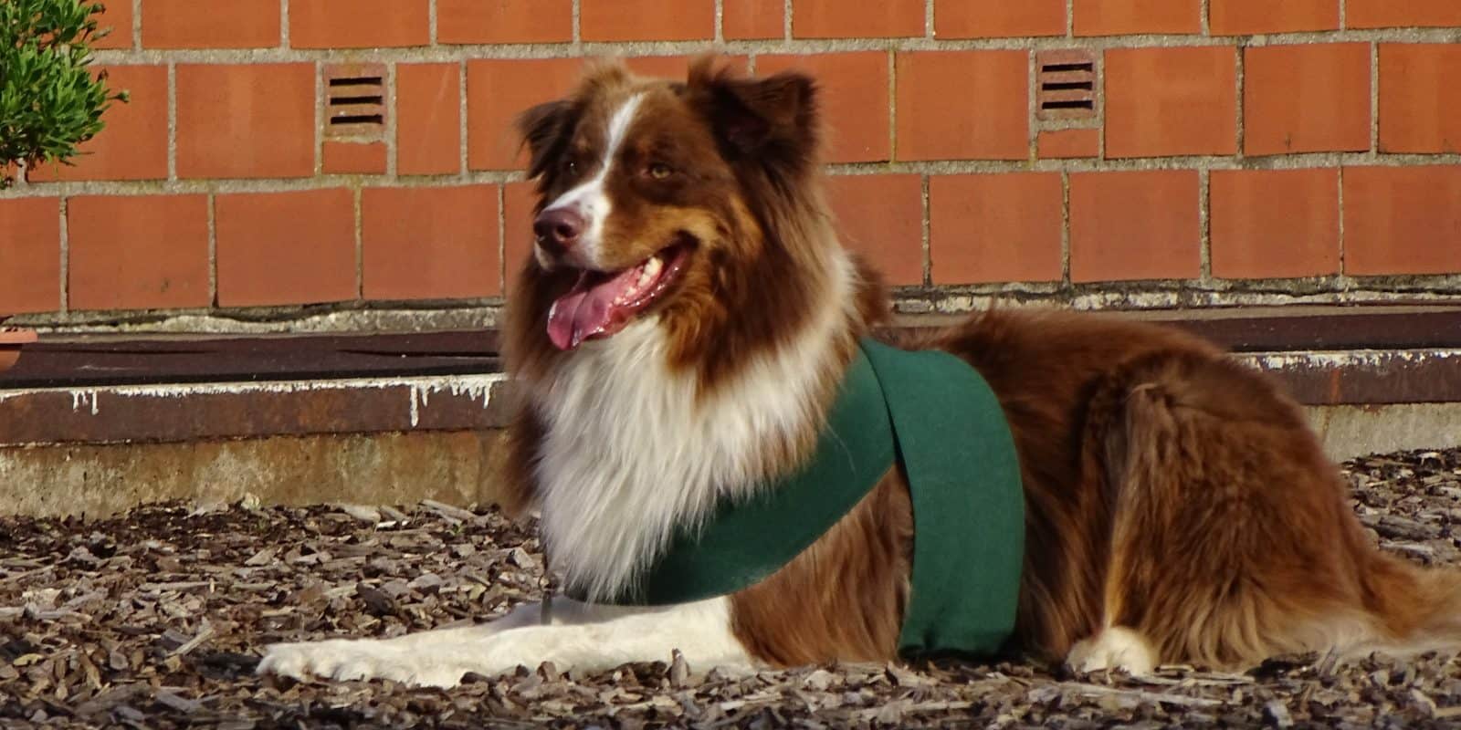 Entspannung: Anlegen einer einfachen Körperbandage beim Hund