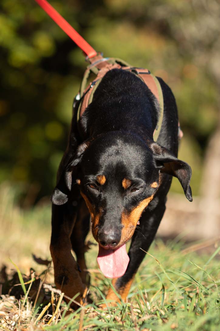 Erkrankungen und Jagdverhalten