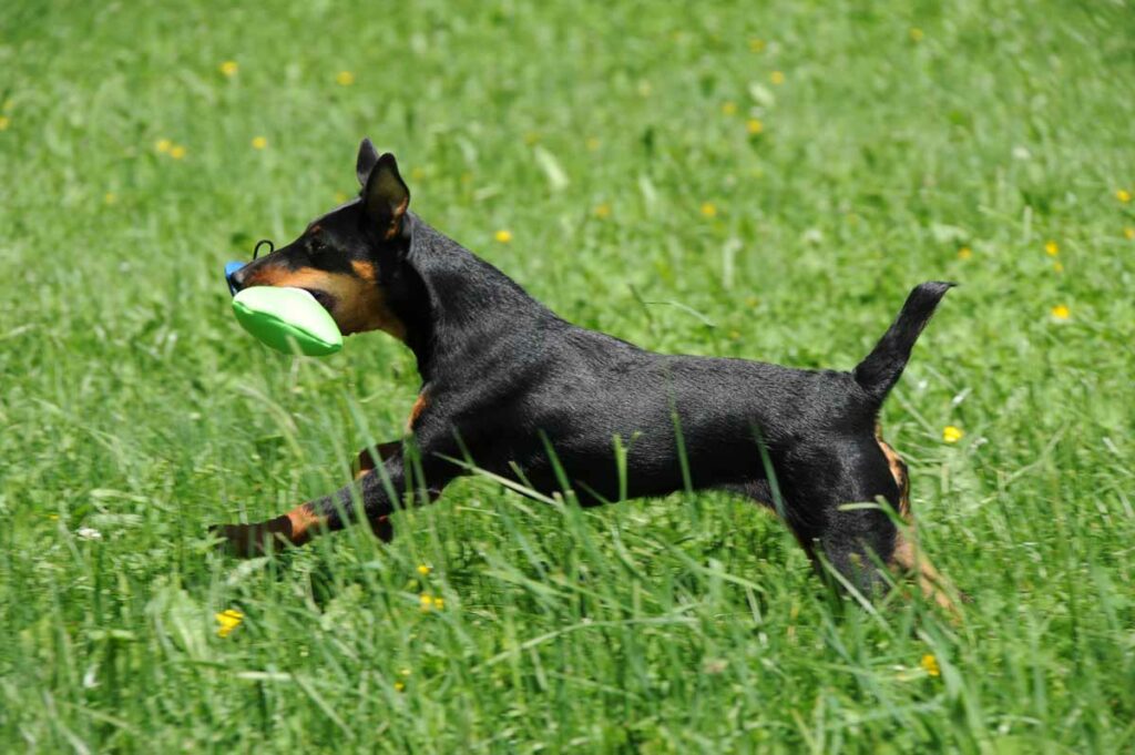 Trainerausbildung rund um das jagdliche Verhalten von Hunden