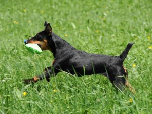 Trainerausbildung rund um das jagdliche Verhalten von Hunden